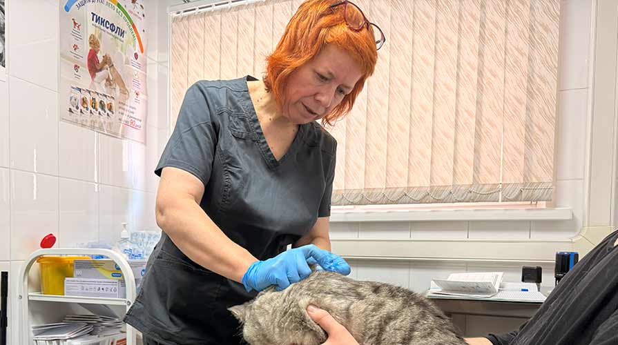 Ветеринар клиники Ветпомощь бережно держит кота перед кастрацией в Воскресенске